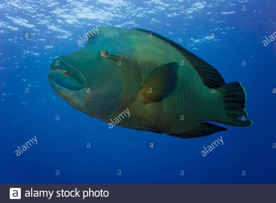 Губан кабудай