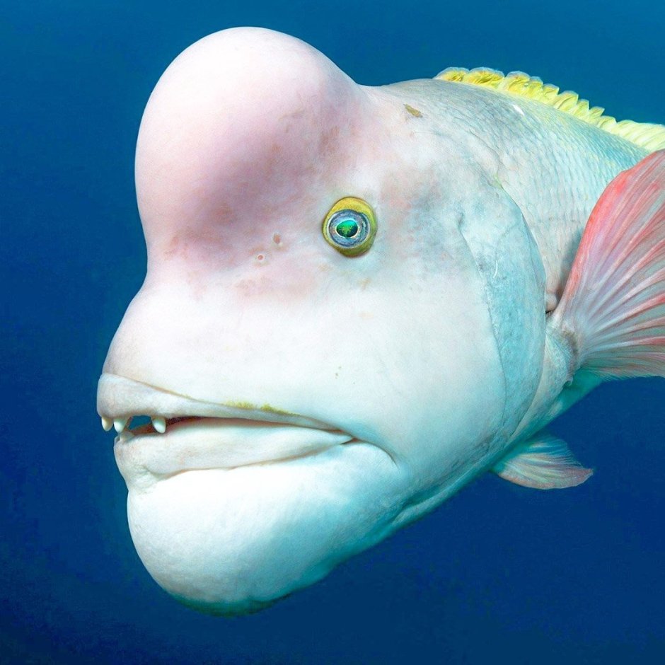 Губан капля