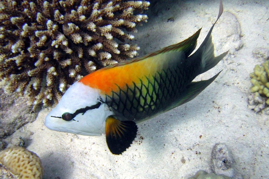 Семейство рыб Кузовковые