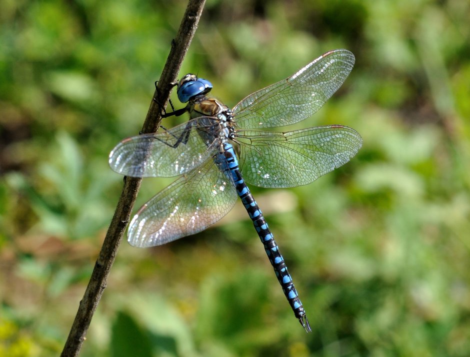 Aeshna affinis