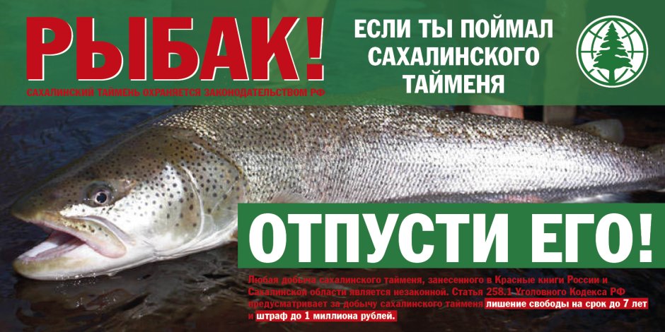 Чавыча фото