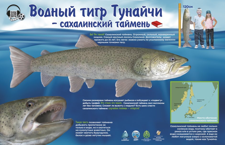 Таймень Амурский