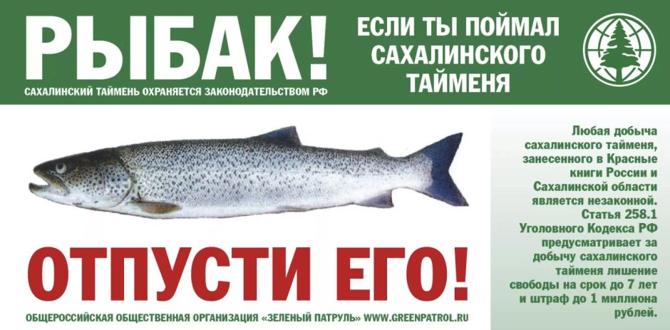 Река Лена рыба Таймень
