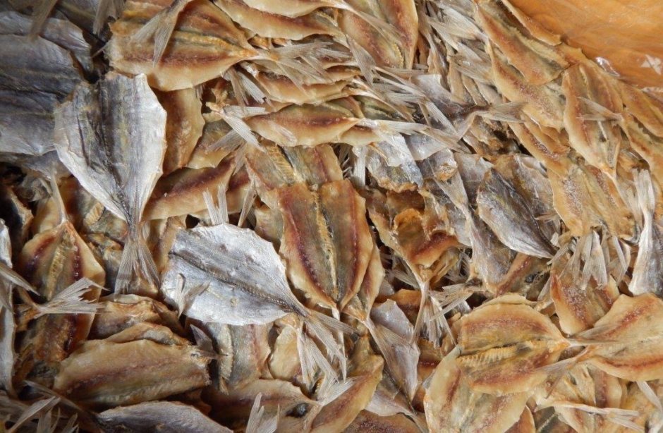 Голубой хирург (Paracanthurus hepatus)