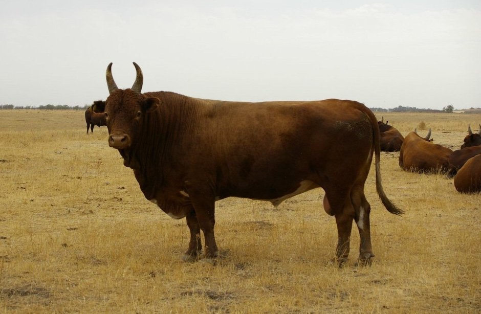 Kalmyks bull