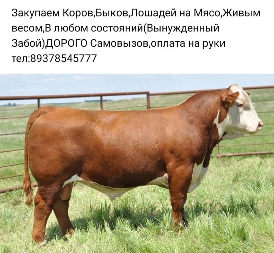 КРС лимузинской породы