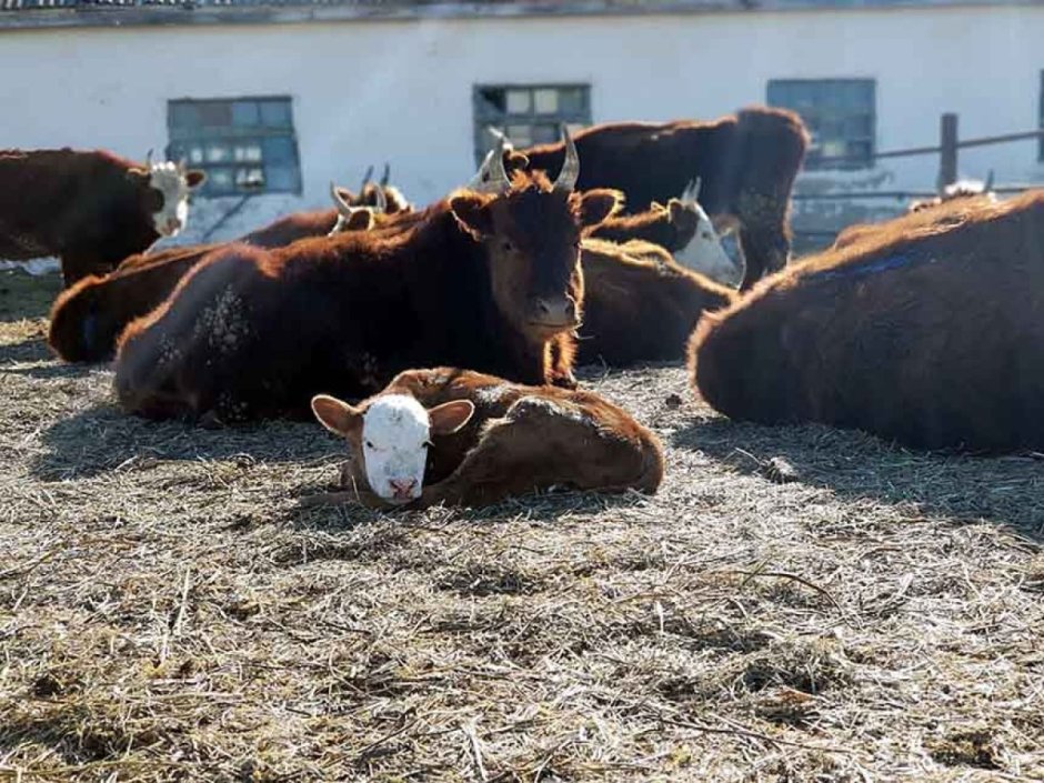 Калмыцкий мраморная корова