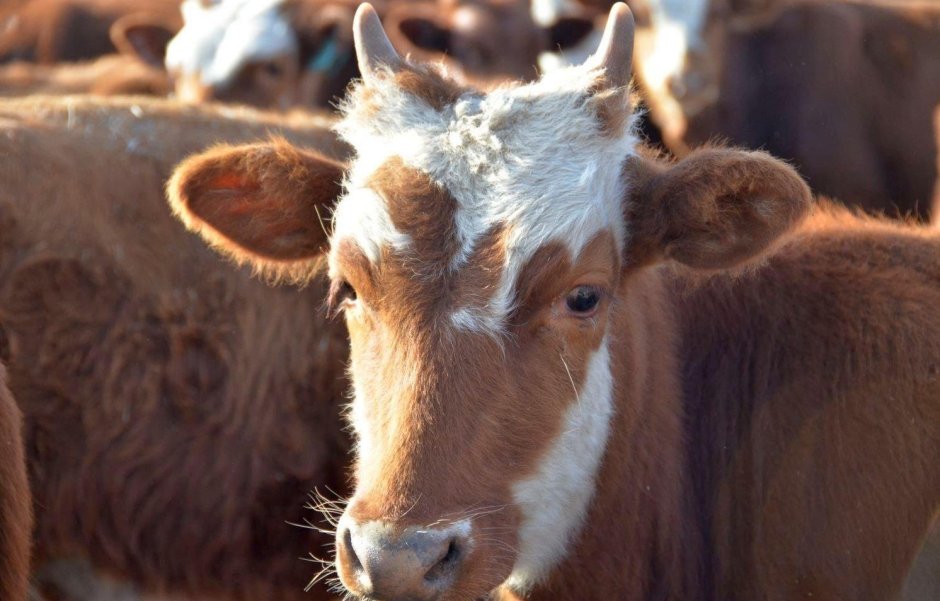 Племенной репродуктор калмыцкий скот
