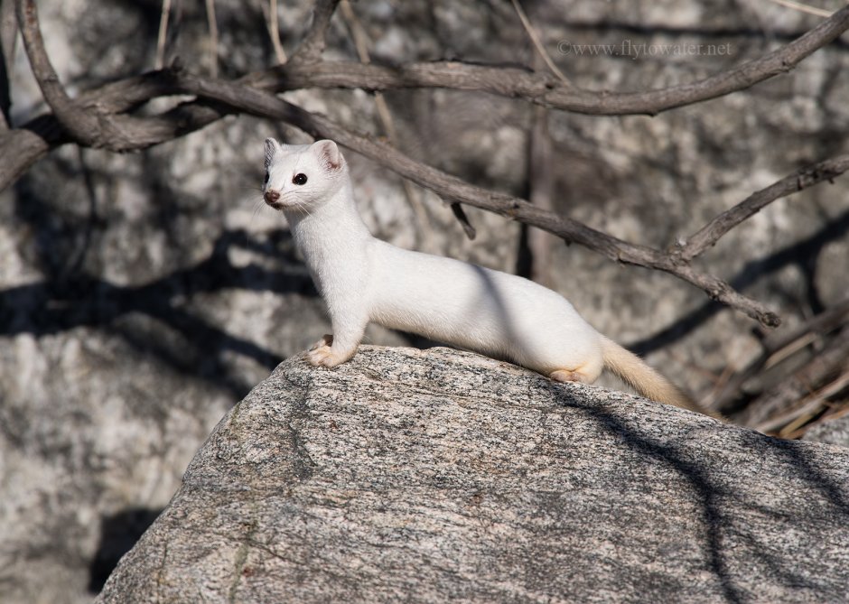 Королевский горностай