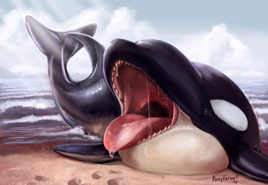 Дельфины Vore