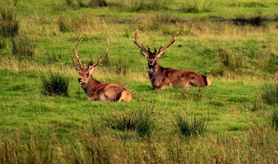 Шотландия растительный и животный мир