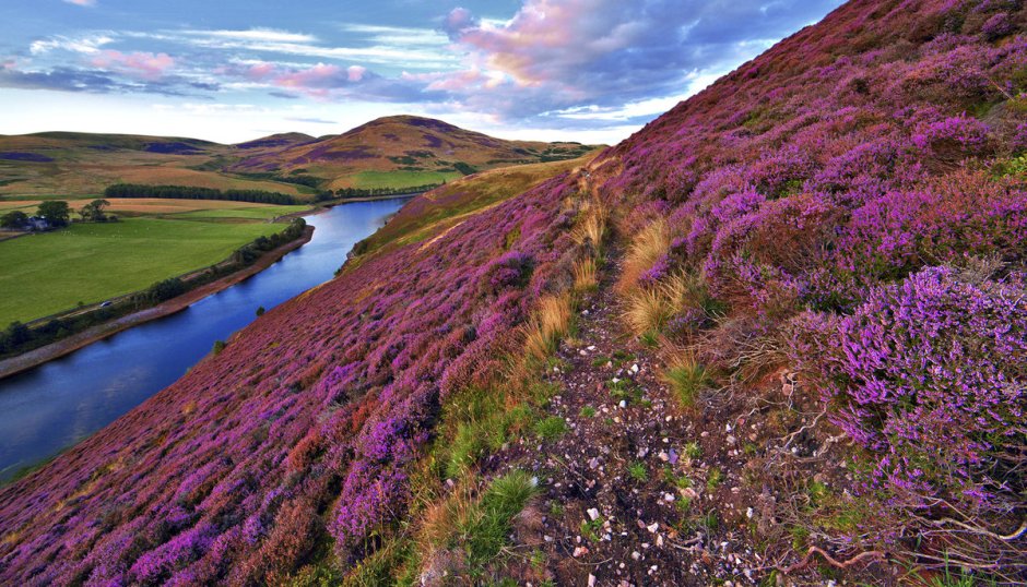 Ирландия Вересковые поля