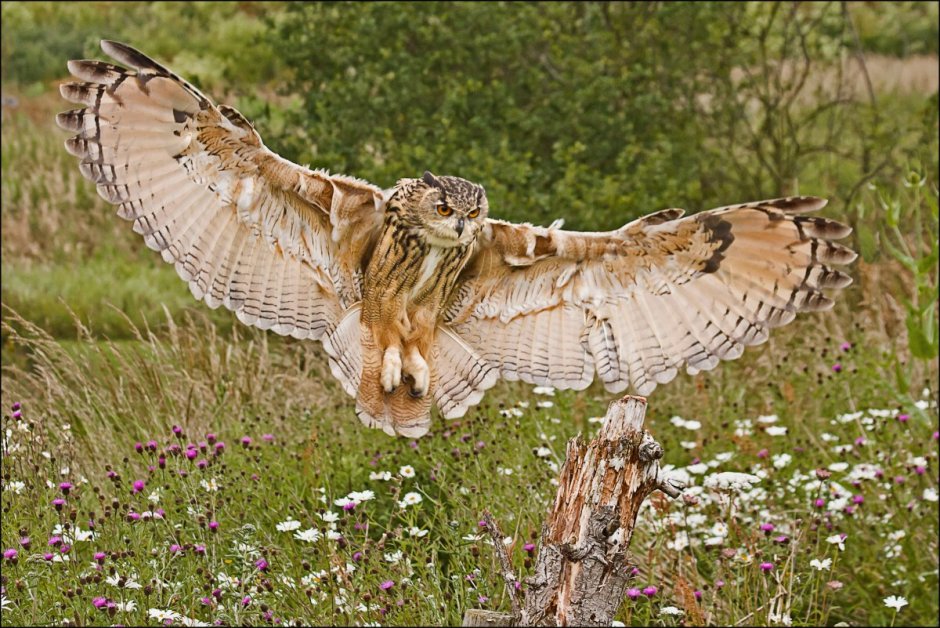 Эдинбург цветы Шотландия