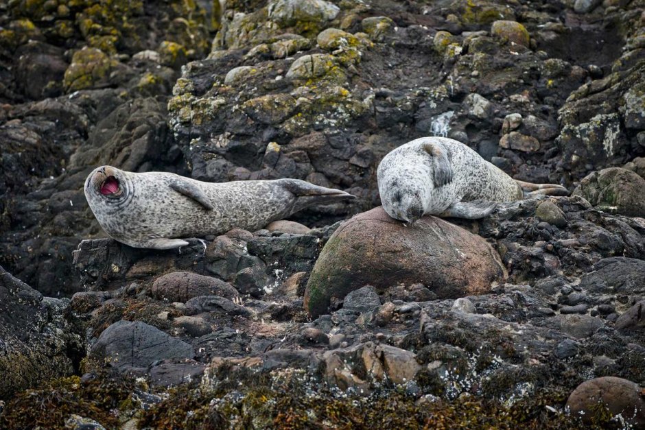 Животные Шотландии