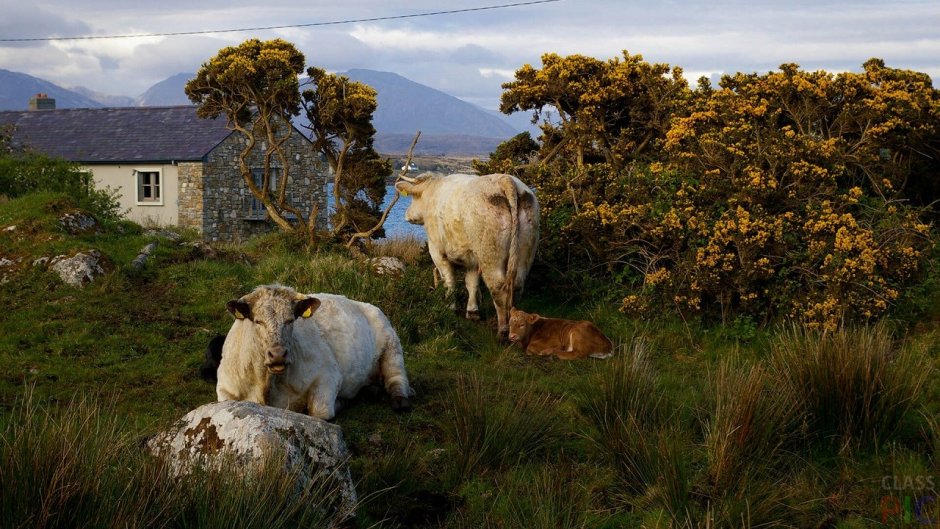 Флора и фауна Ирландии