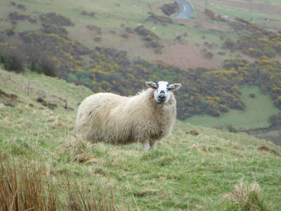 Эдинбургский зоопарк Эдинбург