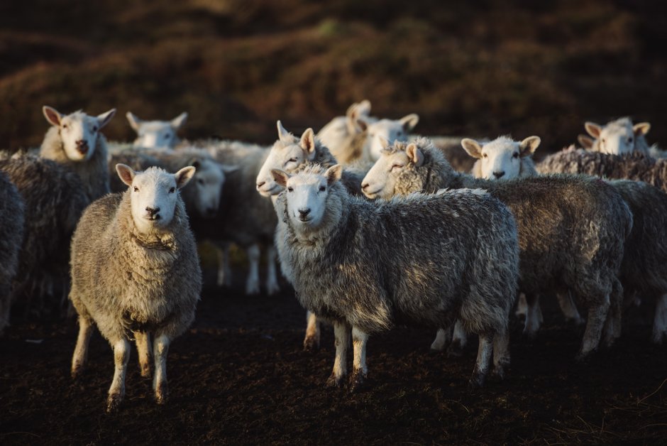 Северная Ирландия пастбища
