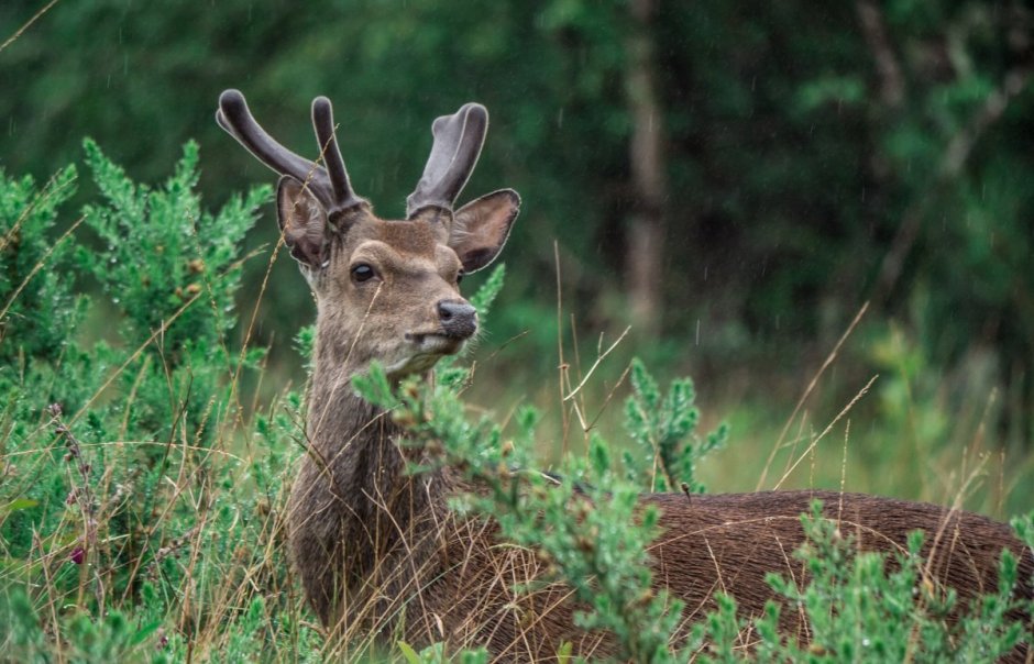 Шотландская птица