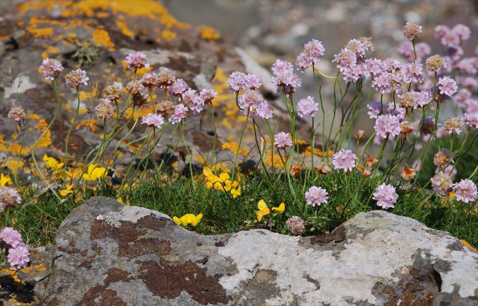 Флора и фауна Ирландии