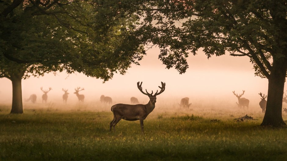 Северный мост (Эдинбург)