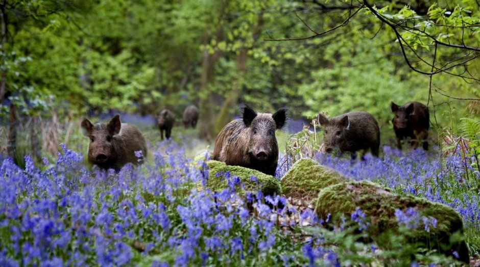 Растительный и животный мир Ирландии