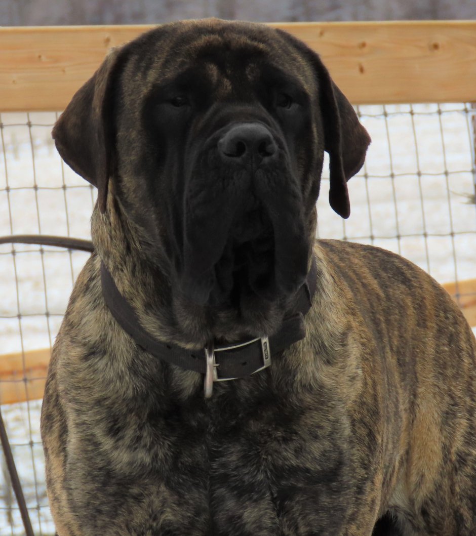 Old English Mastiff