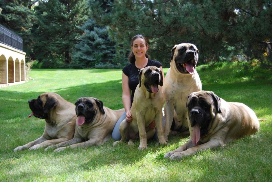 Английский мастиф