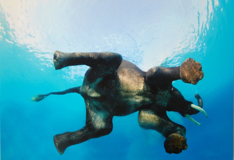 Blue Monkey Gletcher