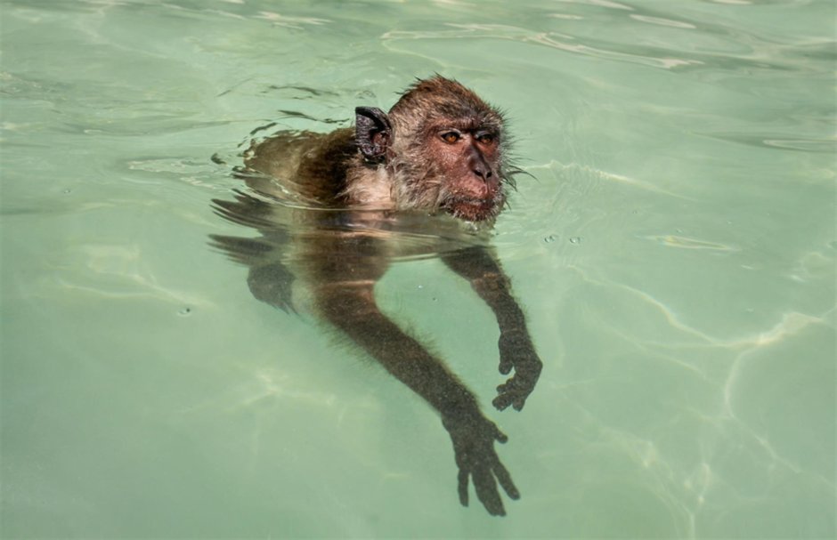 Горилла лежит в воде