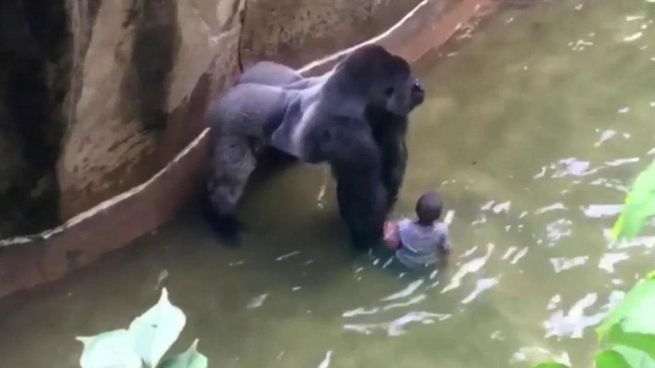 Обезьяна в бассейне