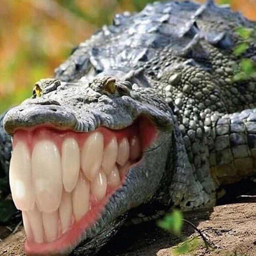 Самый толстый крокодил