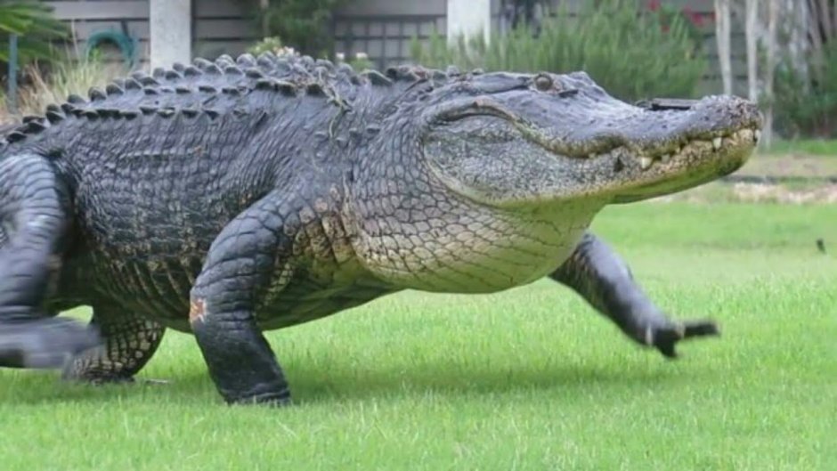 Крокодил торбьярнарсона