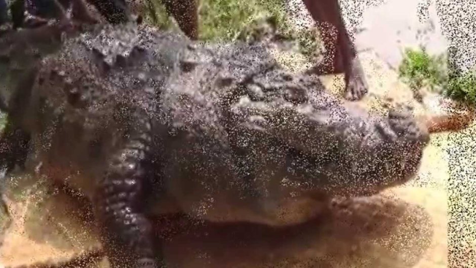 Вы когда нибудь видели как крокодилы зовут на помощь фото