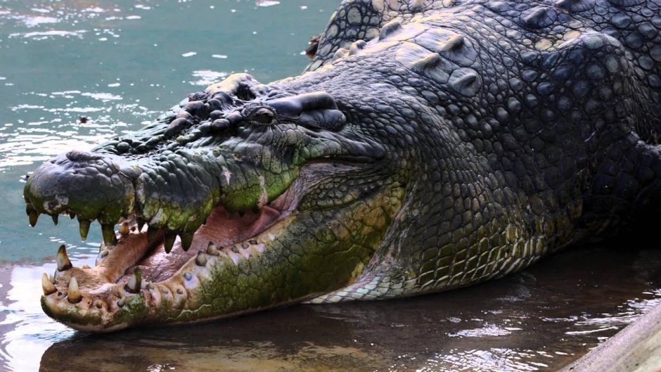 Inflation belly крокодил