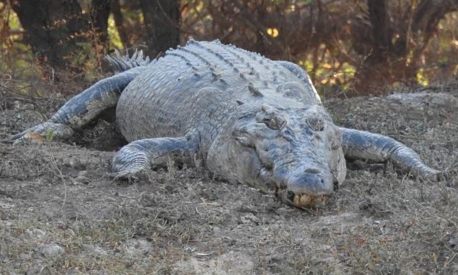 Дом крокодилов фильм