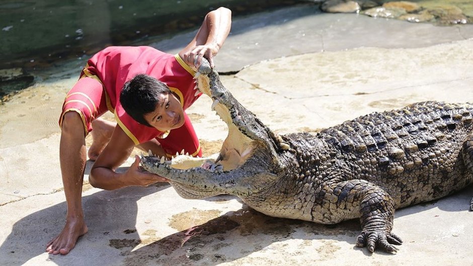 Fat крокодил furry