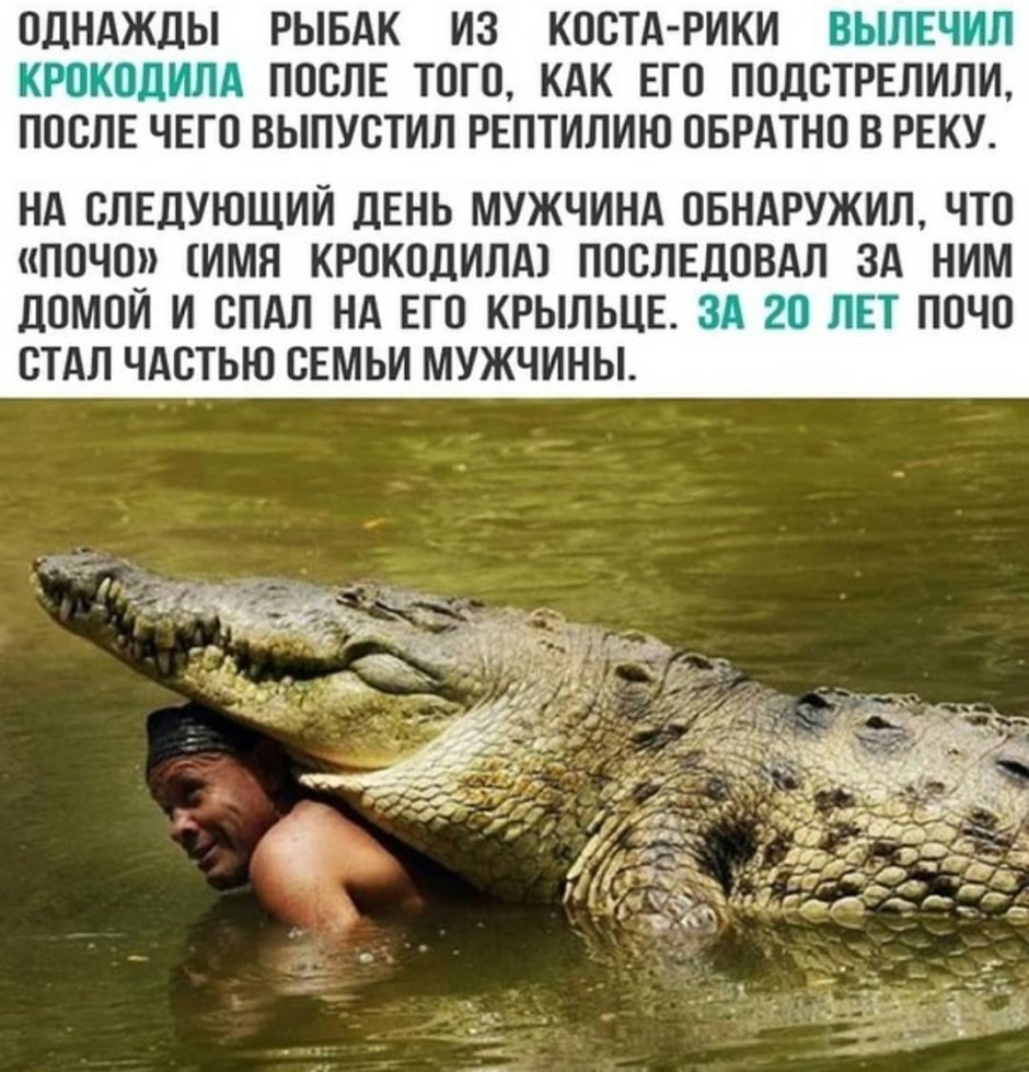 Крокодил вектор арт