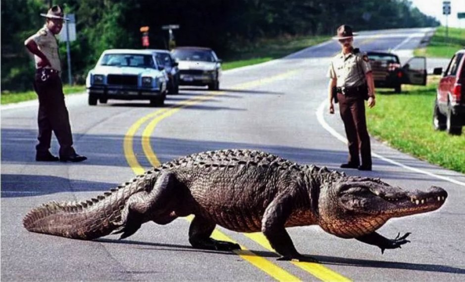 Помогите крокодилу женщина