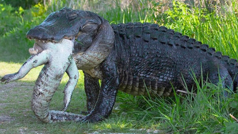 Крокодил из мультфильма