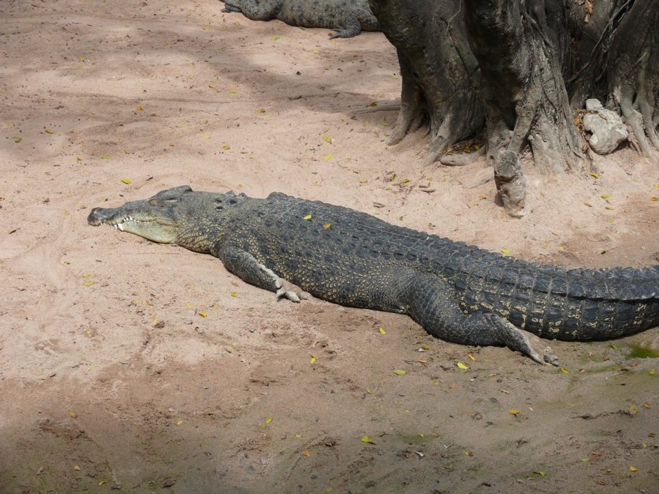 Крокодил Почо похороны