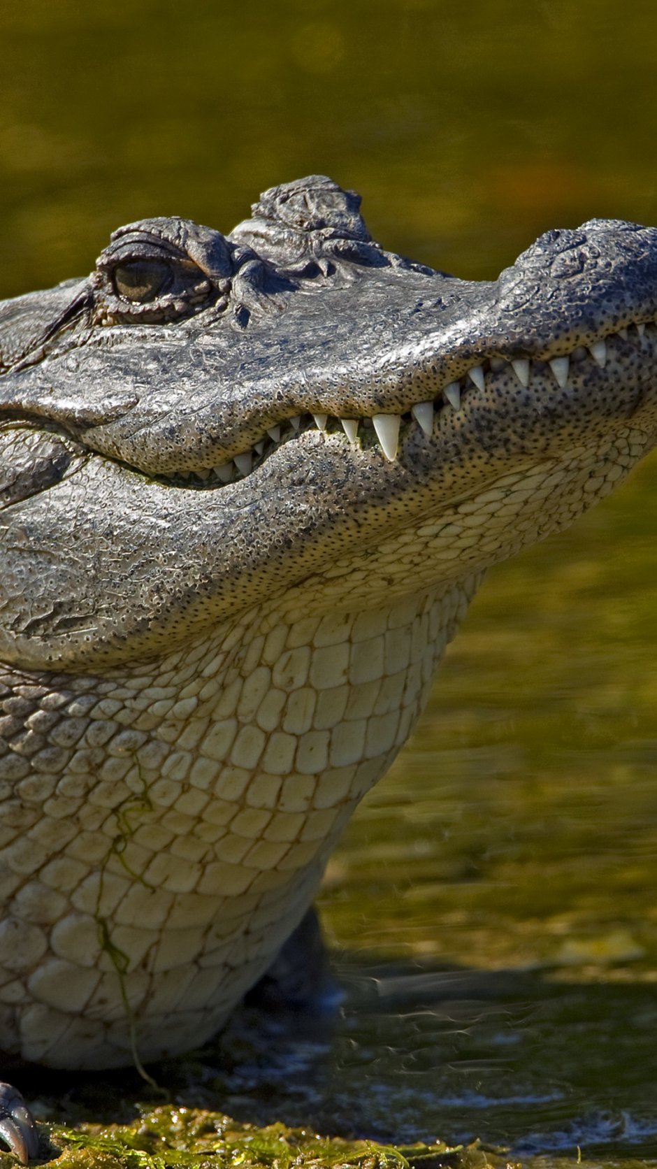 Рыбак Чито и крокодил Почо