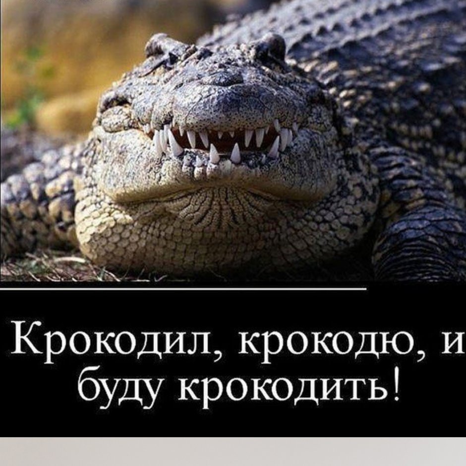 Шутки про крокодила