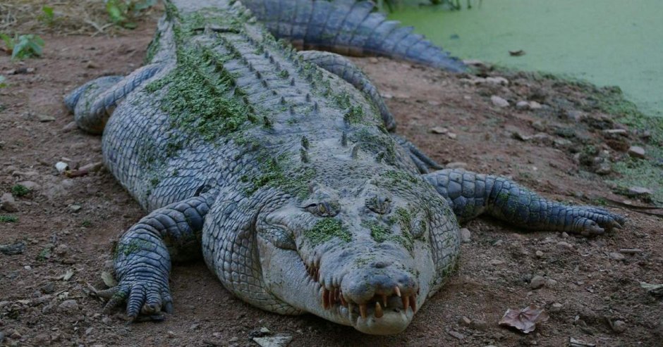 Фурри крокодил альбинос