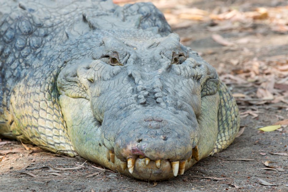 Аллигатор спит