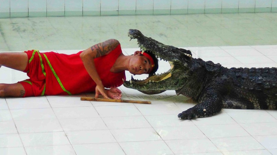 Крокодил в профиль