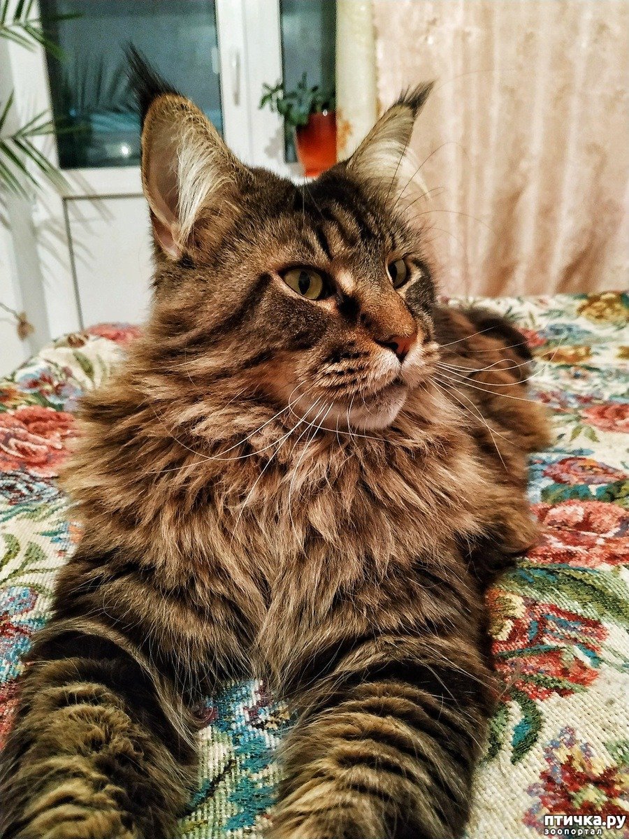 Американский Мейн кун