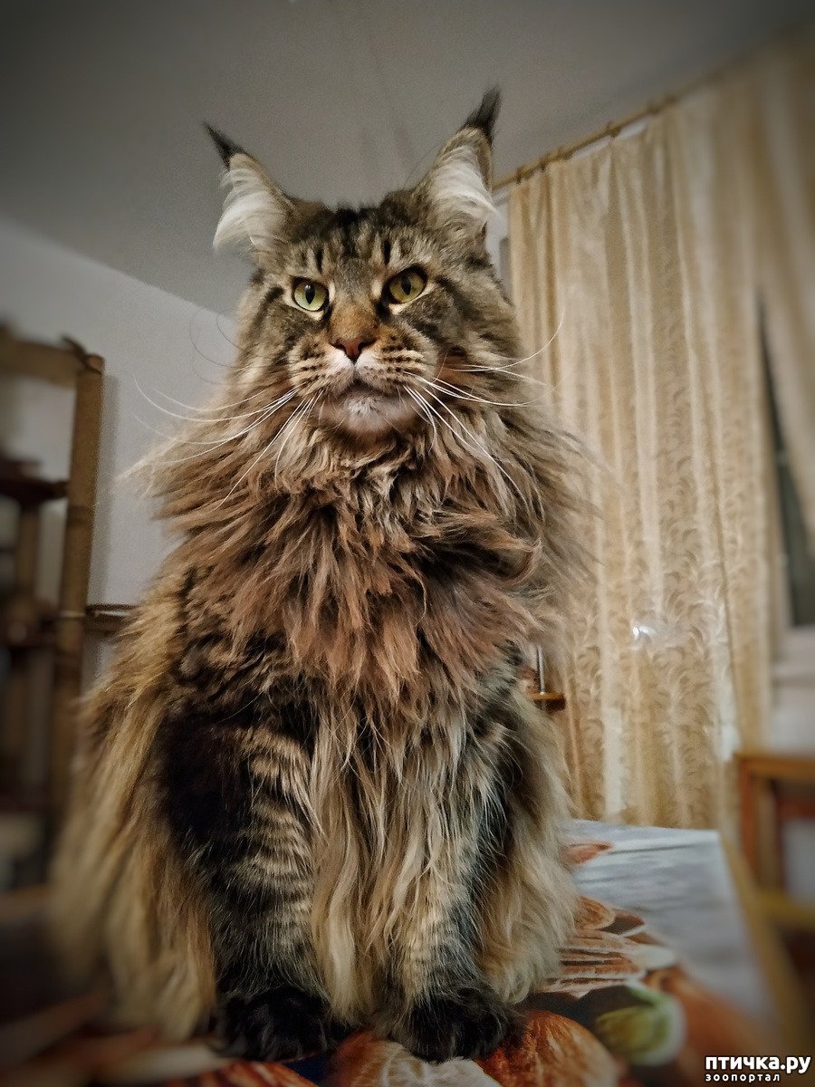 Мейн кун Аборигенная порода