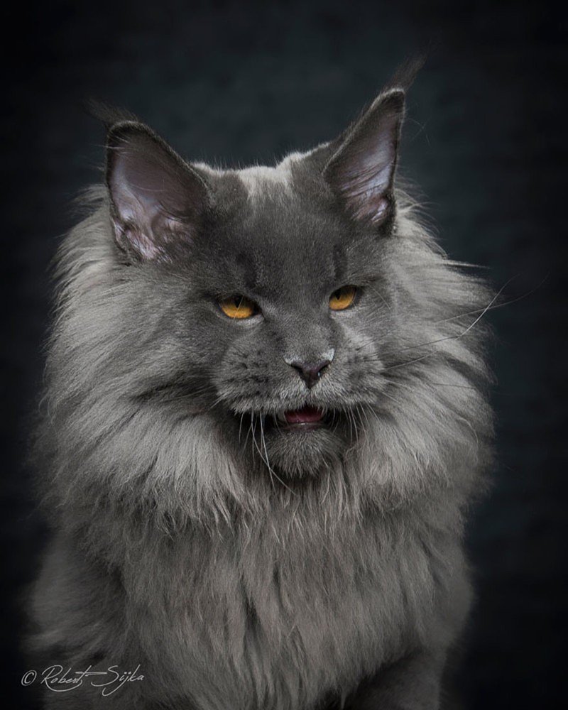 Кот Мейн кун