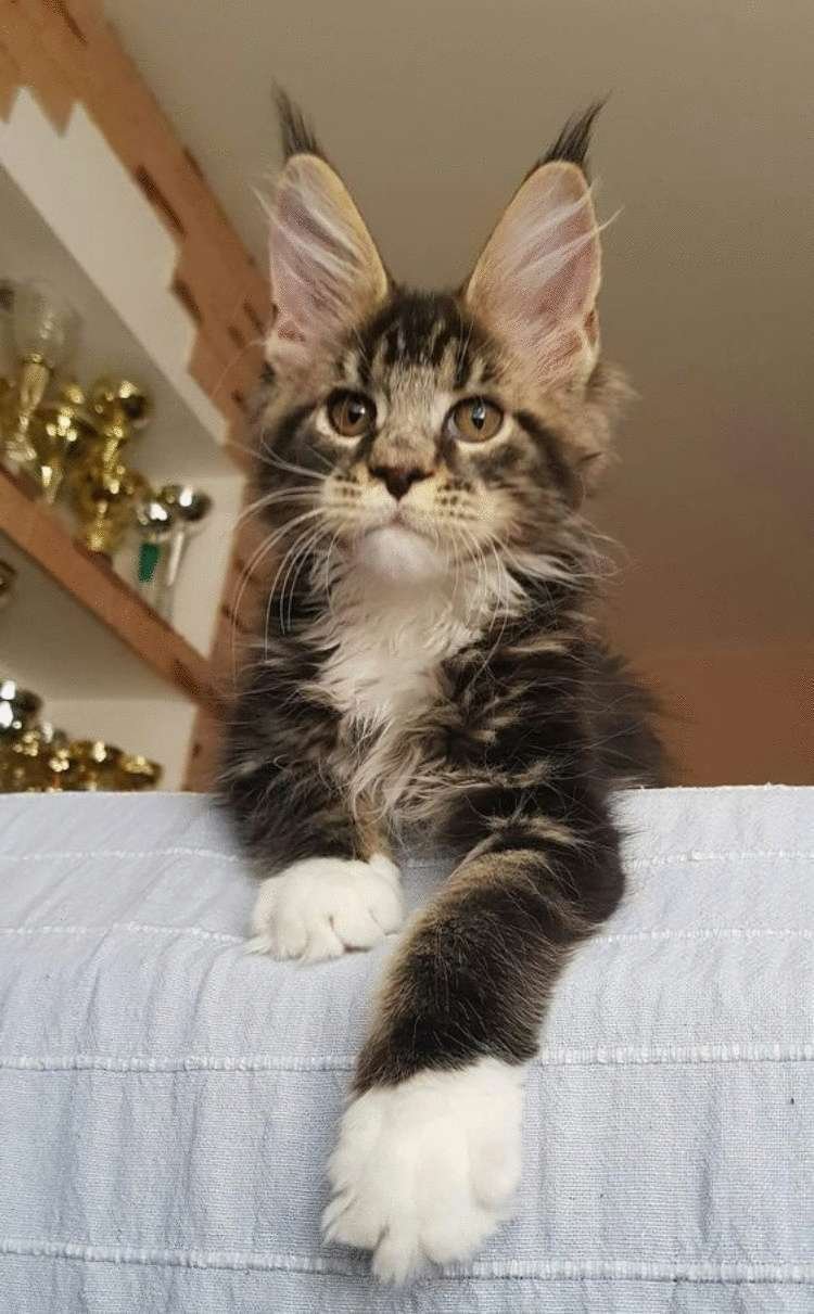 Кот Мейн кун