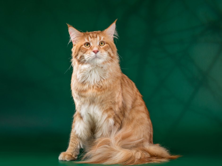 Манчкин и Мейн кун